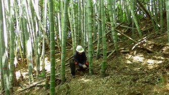 1. Logging of abandoned bamboo forests